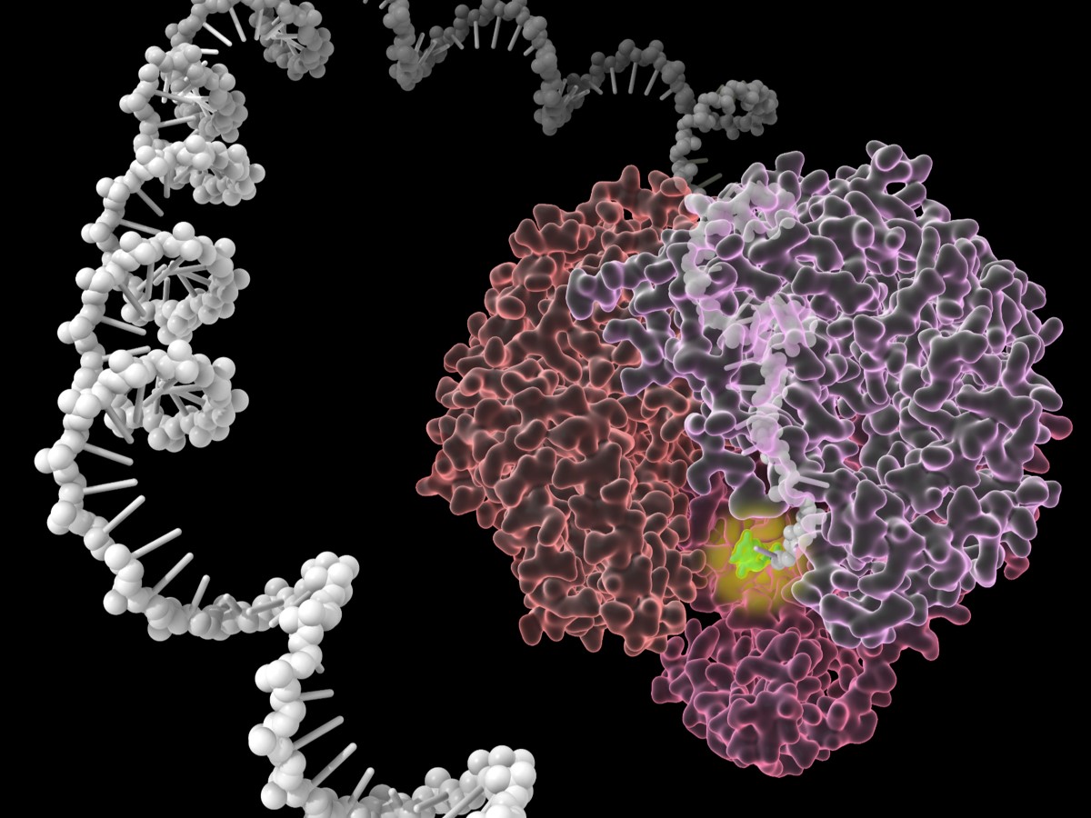 Model of cells and oxidative stress like what Texas Engineers are studying.