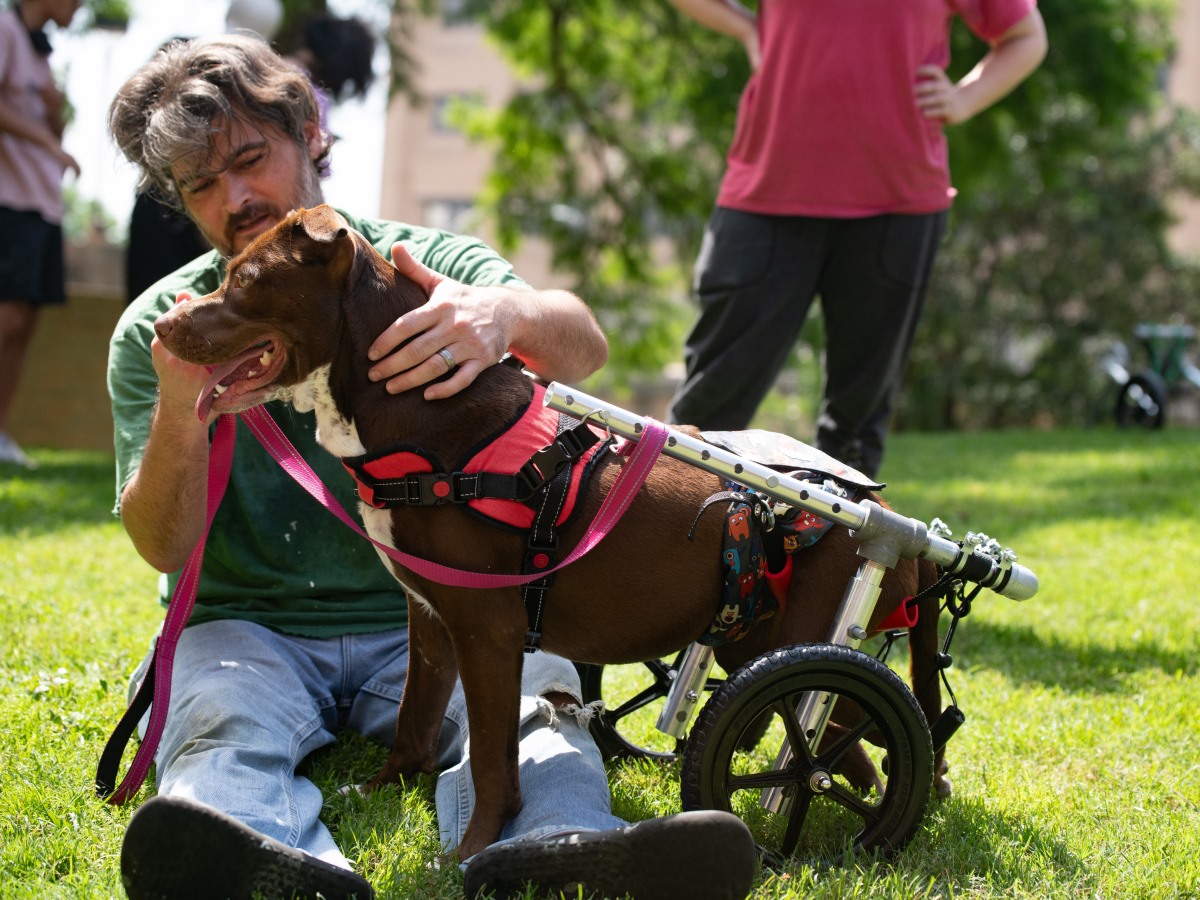 A customized wheelchair for a dog designed by Texas Engineers