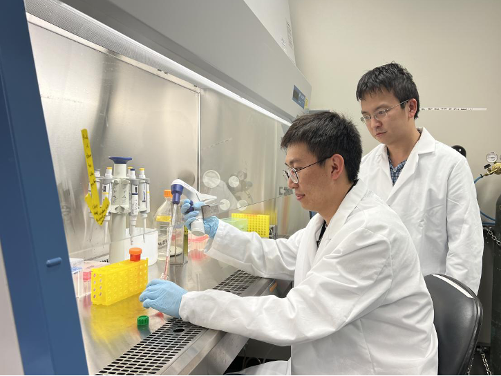 Texas Engineers Huiliang &quot;Evan&quot; Wang and Wenliang Wang in a biomedical engineering lab.