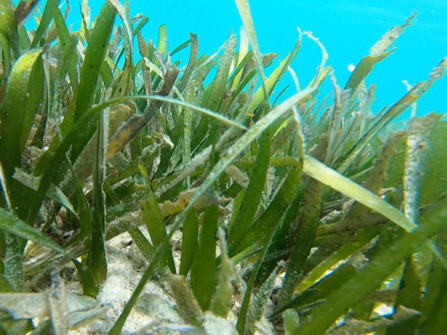 photo of seagrass under water