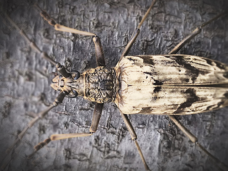 longhorn beetle