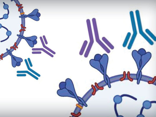 antibody