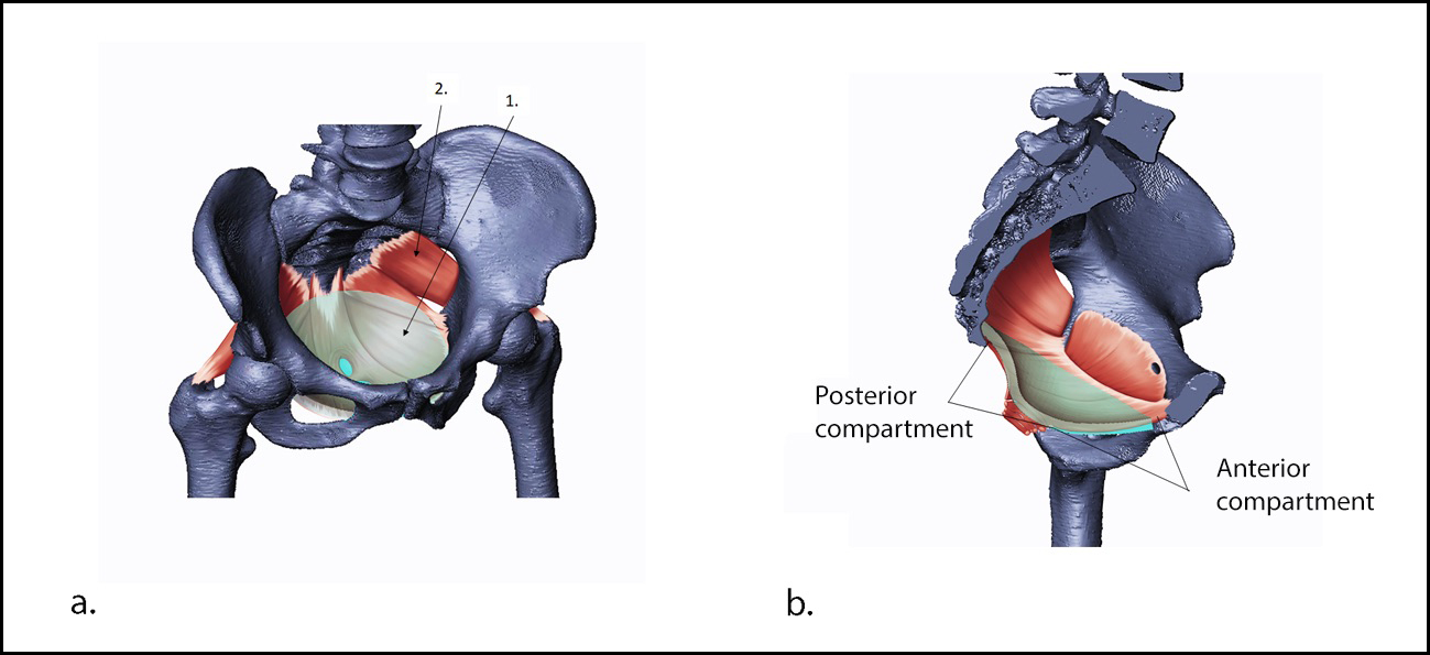 Graphic of the pelvic floor