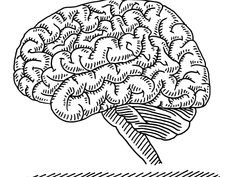 illustration of the brain