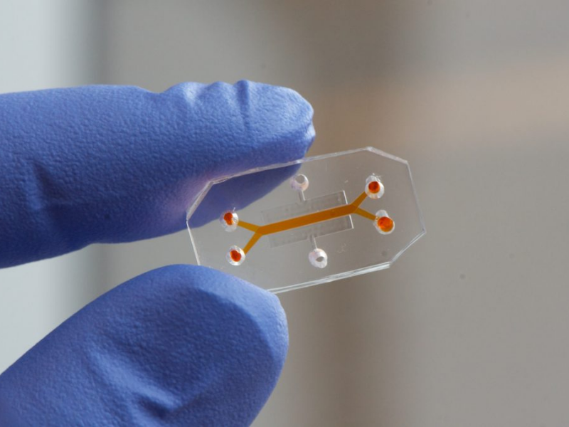 Gloved fingers holding small chip