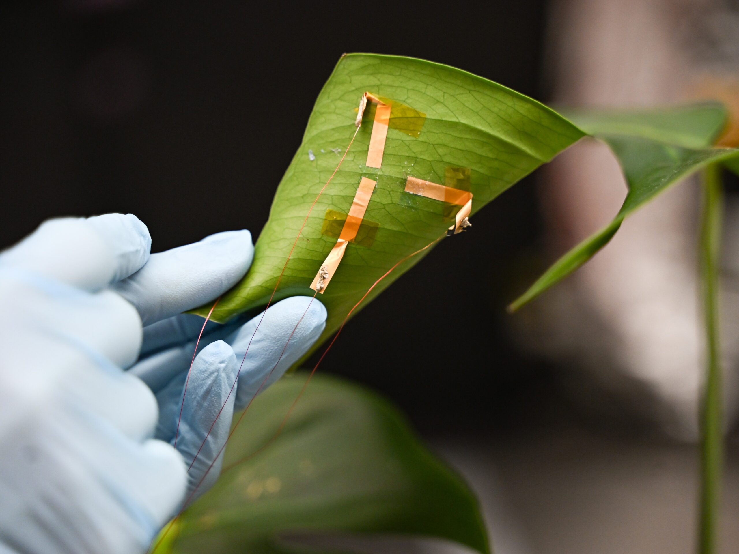 A graphene based sensor applied to a leaf to measure its hydration level.