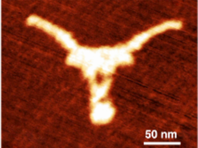 A tiny Longhorn logo made of folded DNA.