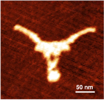 A tiny Longhorn logo made of folded DNA.