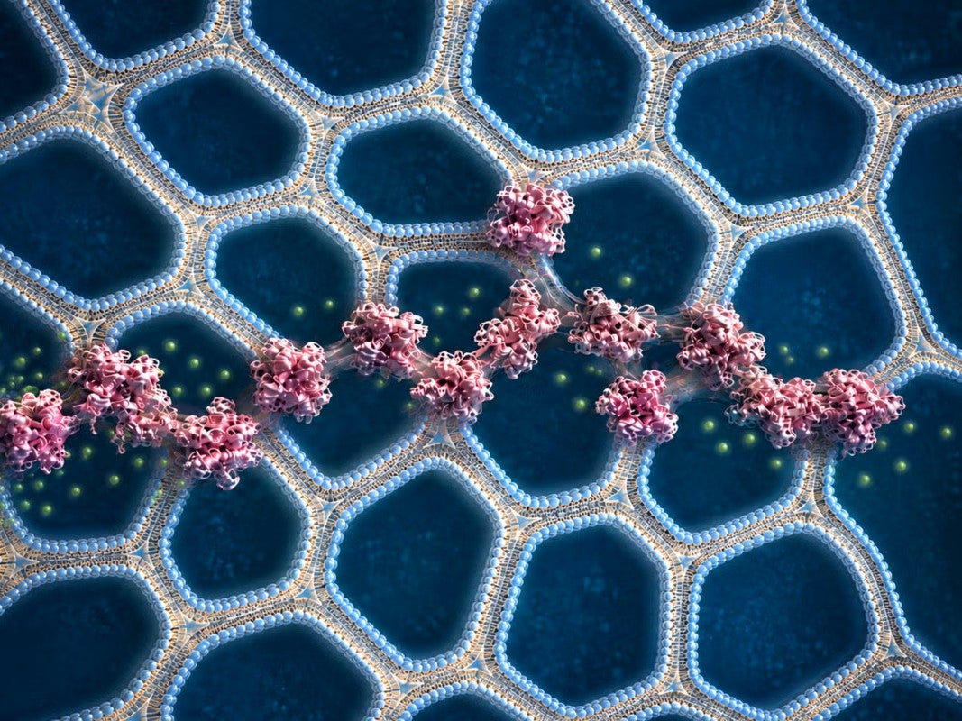 A rendering of tissue-like materials
