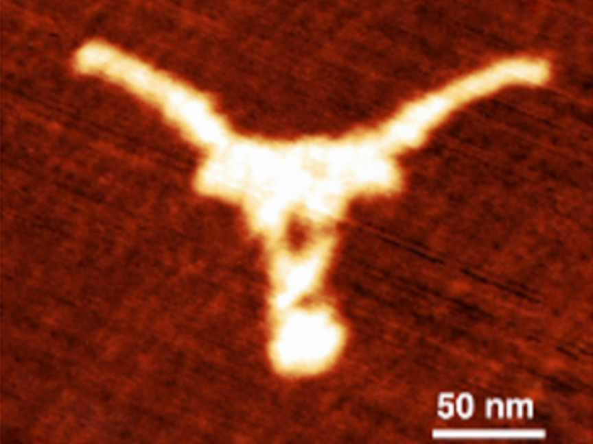 A tiny Longhorn logo made of folded DNA.
